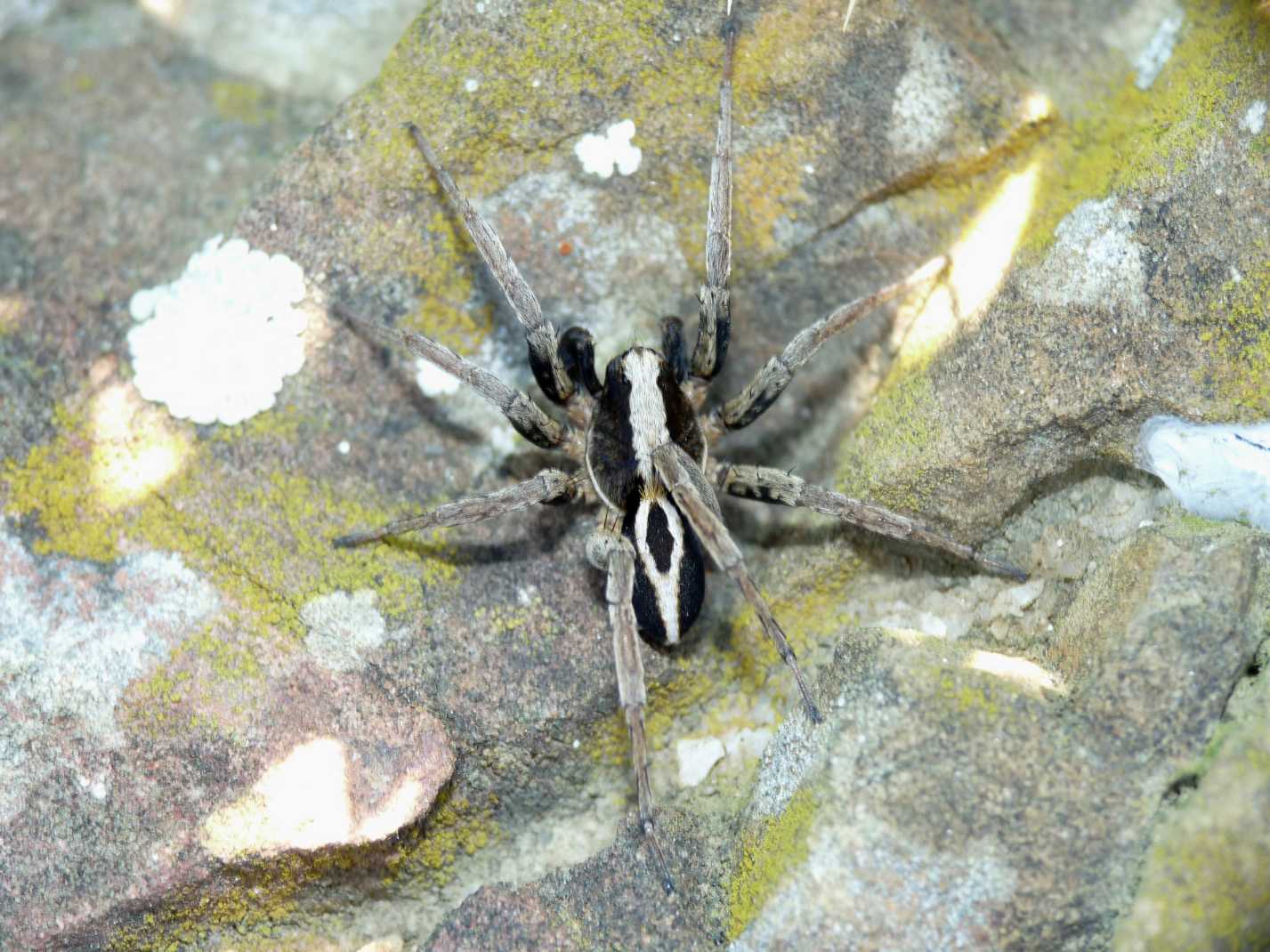 Alopecosa albofasciata maschio e femmina - Tolfa (RM)